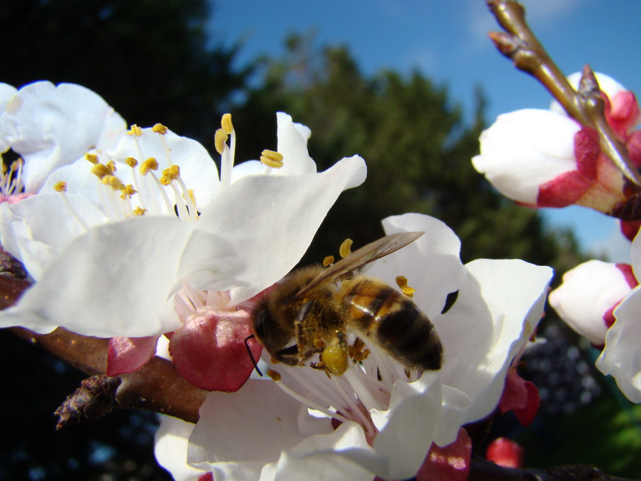 Sviluppo vegetale dell'' albicocco Prunus armeniaca